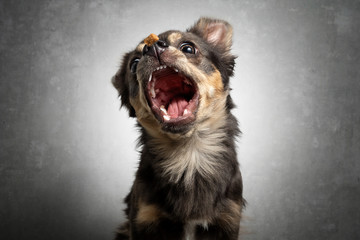 Hund Chihuahua schnappt fängt Leckerlie in der Luft und zieht Grimasse