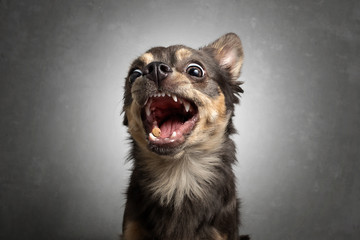 Hund Chihuahua schnappt fängt Leckerlie in der Luft und zieht Grimasse