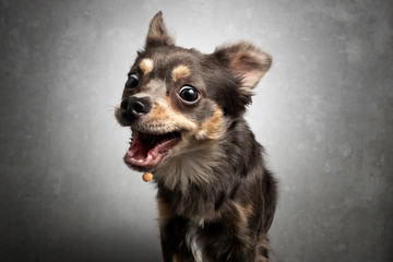 Hund Chihuahua schnappt fängt Leckerlie in der Luft und zieht Grimasse
