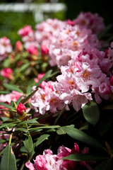 Rhododendron pink