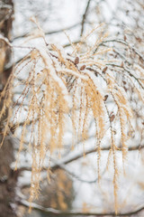 Fototapeta premium larch branches with cones in autumn