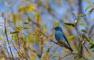 Mountain Bluebird Fledgling in a Russian Olive Tree 