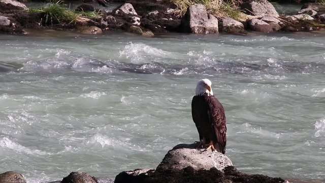 Eagle fishing in the Chilkoot river Haines Alaska.