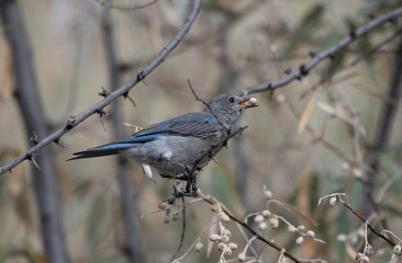 Mountain Bluebird Fledgling in a Russian Olive Tree  With Meal in Beak