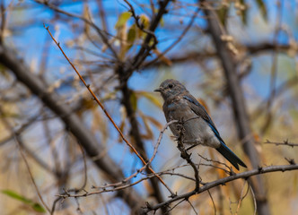 Mountain Bluebird Fledgling in a Russian Olive Tree 