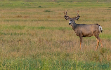 A Large Mule Deer Buck on the Plains of Colorado