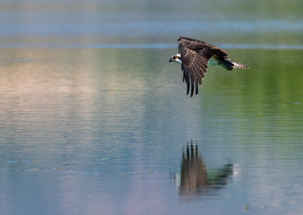 An Osprey in Flight at a Lake