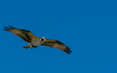 Fototapeta na wymiar An Osprey in Flight at a Lake