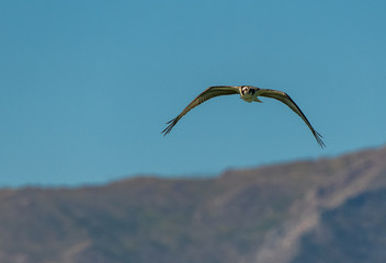 An Osprey in Flight at a Lake