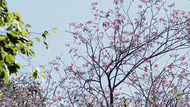 Lapacho Flower Tree in Full Bloom. Lapacho is the National Tree of Paraguay.