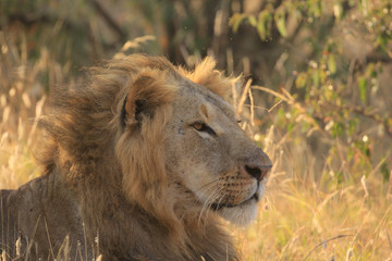 Obraz na płótnie Canvas Lion. Wild male African Lion