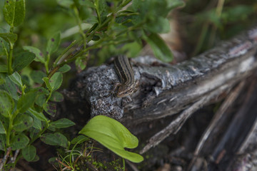 A gray lizard sits on an old tree with grass and leaves.
