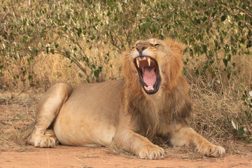 Fototapeta na wymiar Lion. Wild male African Lion