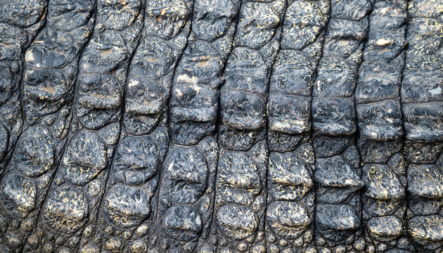Closeup image of crocodile skin texture background