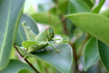grasshopper on leaf