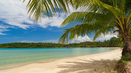 Naklejka na ściany i meble Beautiful tropical beach and sea with coconut palm tree under blue sky