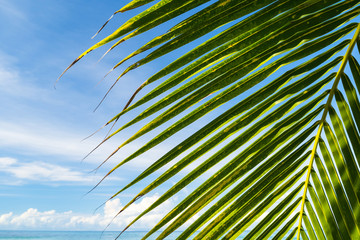 Beautiful coconut palm tree under blue sky on tropical beach and sea