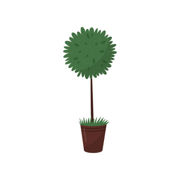 Tall green plant in brown pot. Houseplant in ceramic flowerpot. Flat vector for home decor or flower shop