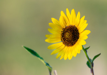 A Beautiful Sunflower on the Plains of Colorado in Summer
