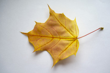 Autumn maple leaf on a white background. Canadian symbol. autumn leaf of maple.