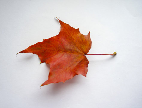 Autumn maple leaf on a white background. Canadian symbol. autumn leaf of maple.
