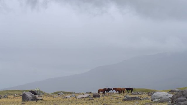 Ponies in a group under storm clouds on the bleak paramo on the lower slopes of Cotopaxi Volcano in the Ecuadorian Andes.