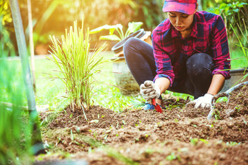 Asian women being dig the ground Planting lemongrass. Vegetable kitchen garden.