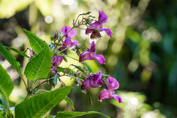 Indisches Springkraut