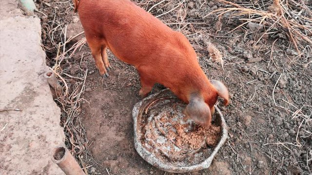 Young red pig Duroc breed eats porridge from an aluminum basin in rural yard with chickens.