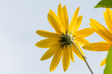 Topinamburblüte