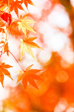 Red maple leaf, autumn sunset, tree blurred bokeh background, Japan