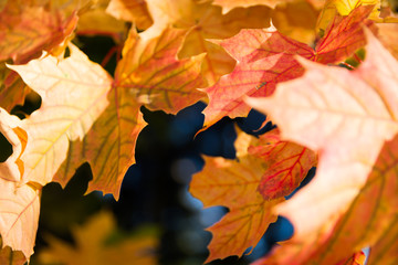 Details of autumn, Czech Republic 