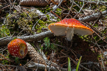 Junger und alter Fliegenpilz