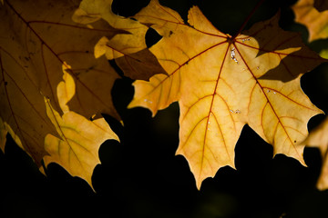 Details of autumn, Czech Republic 