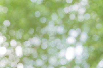 Fototapeta premium green bokeh / bokeh from tree / Blurred nature background / green and white background from tree in sun light.