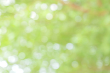 Obraz premium green bokeh / bokeh from tree / Blurred nature background / green and white background from tree in sun light.