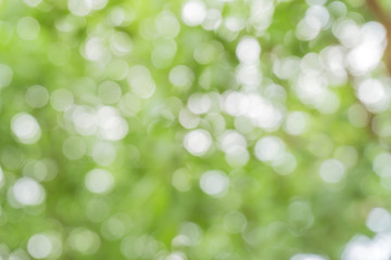 Obraz premium green bokeh / bokeh from tree / Blurred nature background / green and white background from tree in sun light.