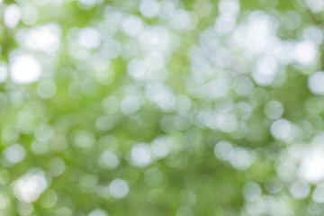 green bokeh / bokeh from tree / Blurred nature background / green and white background from tree in sun light.