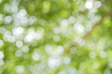 Obraz premium green bokeh / bokeh from tree / Blurred nature background / green and white background from tree in sun light.