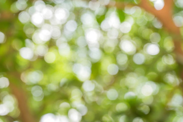 Obraz premium green bokeh / bokeh from tree / Blurred nature background / green and white background from tree in sun light.