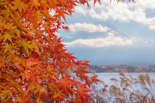Colorful autumn season & Mountain Fuji in morning fog and red leaves at lake Kawaguchiko, Japan.Mountain Fuji with colorful red maple leaves from Kawaguchi Lake - Yamanashi, Japan