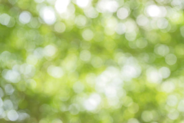 green bokeh / bokeh from tree / Blurred nature background / green and white background from tree in sun light.