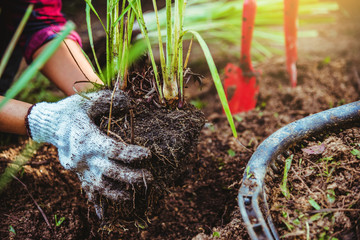 Asian women being dig the ground Planting lemongrass. Vegetable kitchen garden.