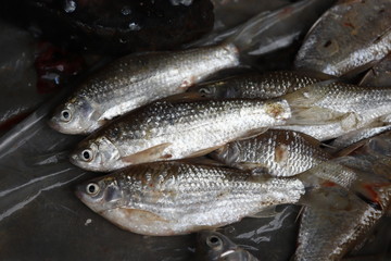 Cleaning and filleting a fresh fish.