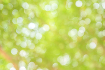 Fototapeta na wymiar Blurred park with bokeh background / Blurred nature background / green and white background from tree in sun light.