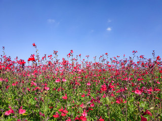 빨간 꽃과 가을 하늘