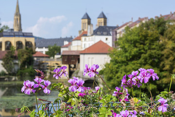 Pink flowers near the historical center of Metz in France in the summer day