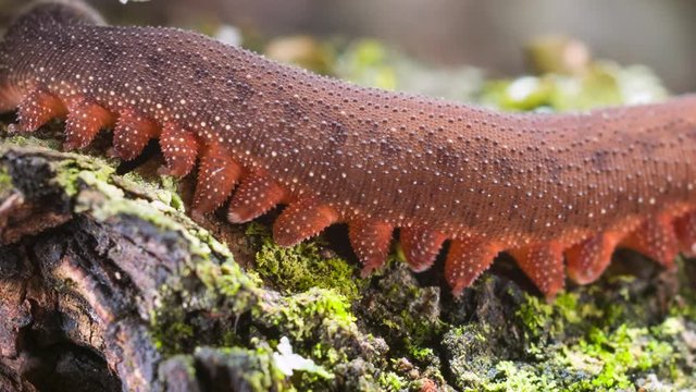 Close-up of a Peripatus (velvet worm) crawling on a mossy log in the rainforest, Ecuador. Onychophorans are very rare and are sometimes considered as a "missing link" between annelids and arthropods.