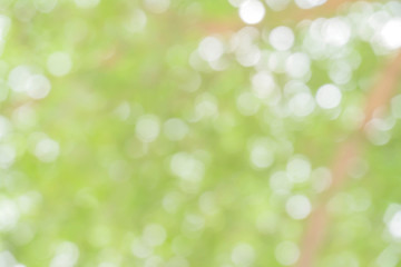 Fototapeta premium Blurred park with bokeh background / Blurred nature background / green and white background from tree in sun light.