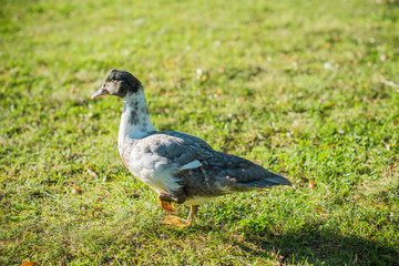 Interesting duck in a grass, bird concept, life of animals.  Birdwatching 